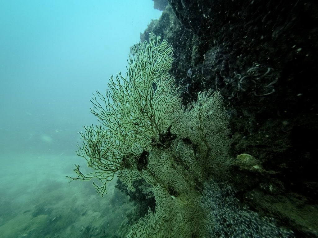 Wie es mit dem Tauchen weiter&nbsp;ging