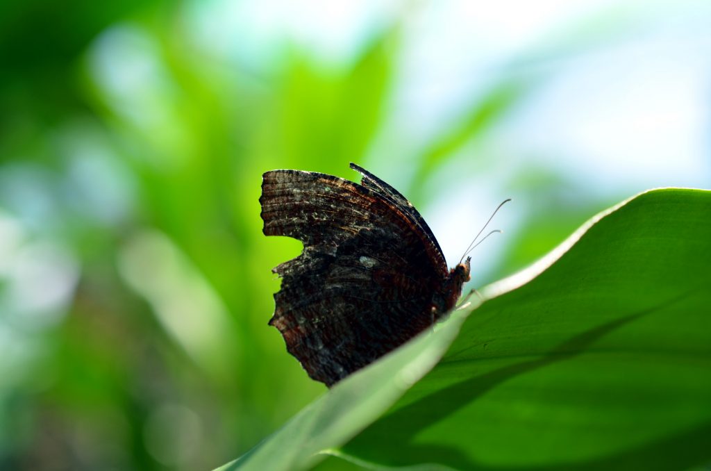 Tag 4 – der Pedena Botanical Garden in&nbsp;KL