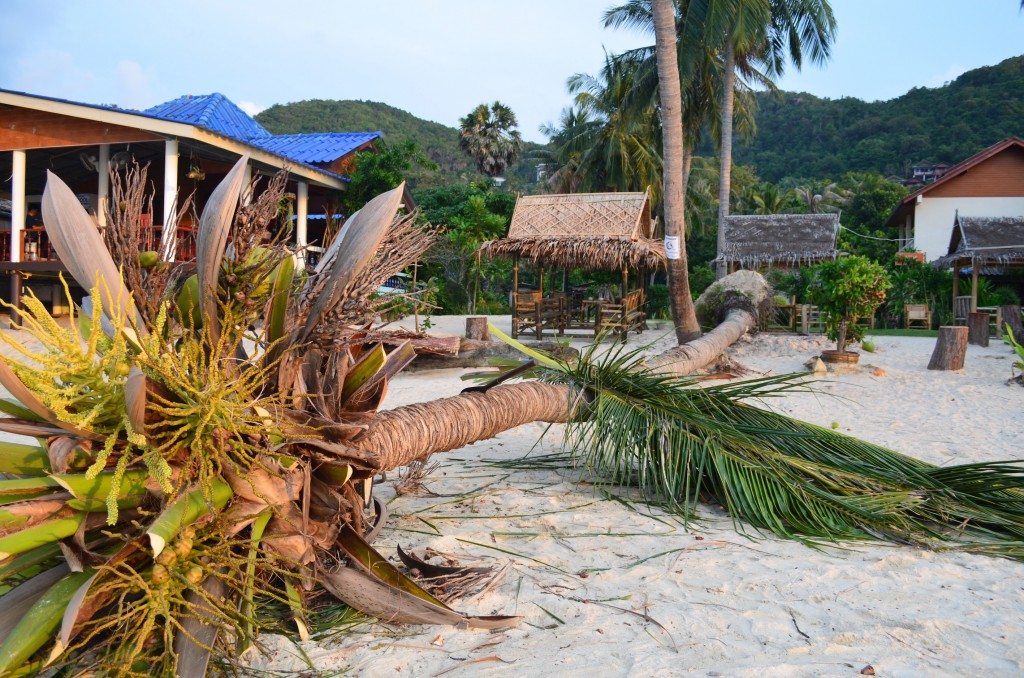 Tag 13: Letzter Tag auf Koh Phangan&nbsp;:(